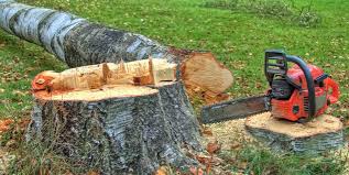 Professional Tree Care in Jamestown, CA