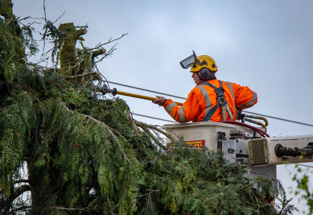 Best Firewood Processing and Delivery  in Jamestown, CA