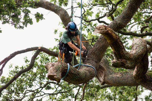 Tree and Shrub Care in Jamestown, CA
