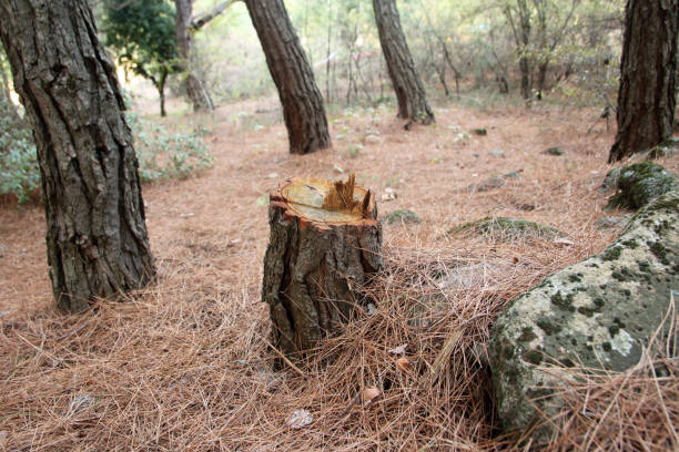How Our Tree Care Process Works  in  Jamestown, CA