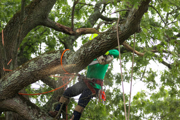 Best Tree Mulching  in Jamestown, CA