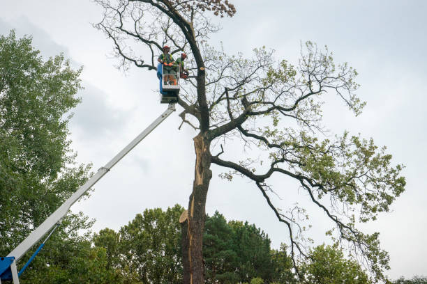  Jamestown, CA Tree Care Pros