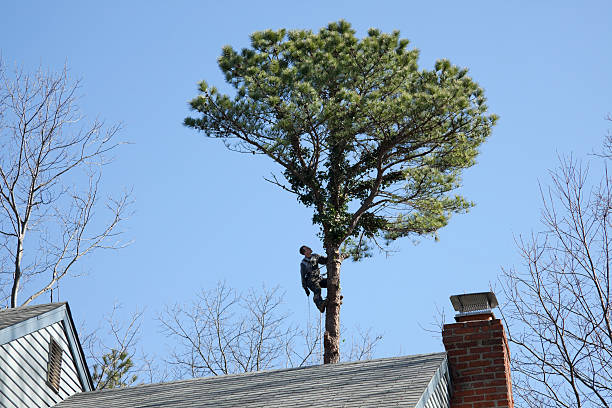 Best Tree Maintenance Programs  in Jamestown, CA